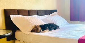Ein Hund liegt mit einem Kissen auf einem Bett. in der Unterkunft POUSADA Kit net pacoti in Pacoti