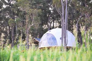 a dome tent in a field of trees at Mile End Glamping Pty Ltd in Yelverton