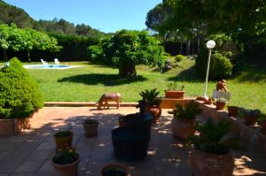 a patio with potted plants and a dog in a yard at Can Torrent 10 Km Lloret De Mar in Vidreres