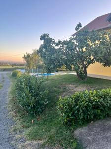 a tree in the grass next to a house at Familyway Croatia in Bukovlje