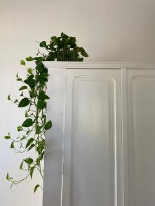 a plant sitting on top of a white cabinet at Tenuta Villa Vittoria in Copertino +18 photos