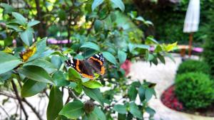 a butterfly sitting on top of a plant at Tuzla Garden Hotel & Spa in Tuzla