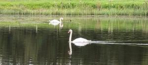 two swans are swimming in the water at Waterfront Lodges - North Cabin in Ballinamore +8 photos