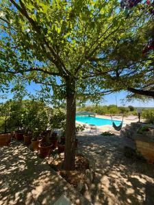 un árbol en un patio con piscina en I Trulli della NaturaBio, en Martina Franca