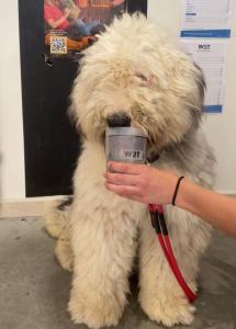 Pet ou pets ficando com hóspedes em WOT Lisbon Nomad