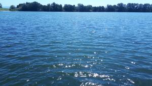 a large body of water with trees in the background at Studio LIMES in Zatonje +1 photo