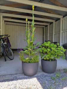 two large pots filled with plants in a garage at Tuule Villa in Kuressaare