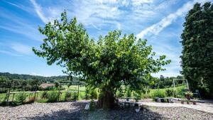un arbre au milieu d'un cimetière dans l'établissement Suites con Vista Panoramica e Home Restaurant - Pet Friendly nel Monferrato, à Cortandone