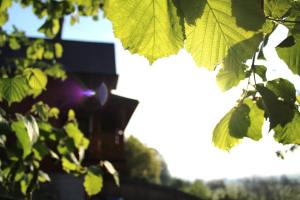 a tree with green leaves in front of a building at Chata Johanka & Sauna in Jevíčko +43 photos