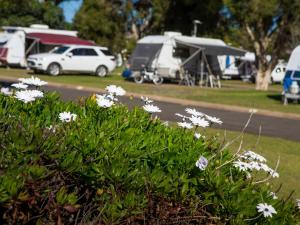 a bunch of white flowers on the side of a road at Toowoomba Motor Village in Toowoomba +10 photos