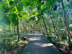 a wooden path through a forest with trees at Dom nad jeziorem Miedwie, Zieleniewo in Zieleniewo