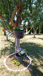 a tree with two flower pots hanging from a tree at Apartman Zdenka 2 in Livno