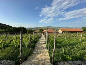 a path through a vineyard with a fence and a building at Peradze Wine Cellar Vineyard Cottages in Khidistʼavi