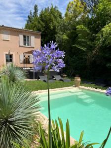 a purple flower is growing next to a swimming pool at La villa Pausa en Drôme provençale in Montboucher-sur-Jabron