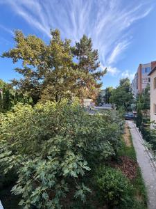 Un gran arbusto en un jardín con un árbol. en Central Elegance Apartment, en Timisoara 12 fotos más