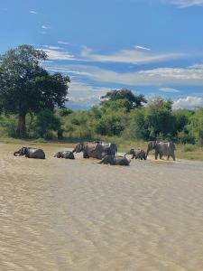 a herd of elephants walking across a dirt field at Pearl White House in Udawalawe