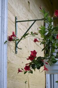 a plant with red flowers hanging from a wall at Apartament w zabytkowym budynku in Iwonicz-Zdrój