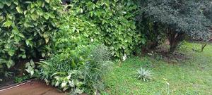 a garden with a large green hedge at Casona el ancla in Eldorado +7 photos