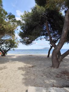 ein Baum an einem Strand mit dem Meer im Hintergrund in der Unterkunft Studio cabine climatisé sur le port de Mèze in Mèze