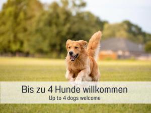 Domácí mazlíčci ubytovaní s hosty v ubytování Chalet Salzenweiler eingezäunt - Sauna - Kamin - Wlan