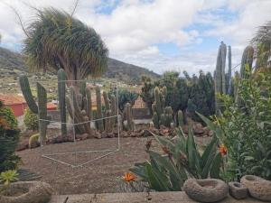 a garden of cacti and plants in a yard at Los Cactus in Santa Cruz de Tenerife