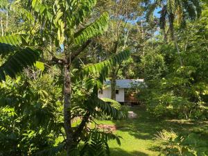 a house in the middle of the forest at Caribbean Retreats in Cocles
