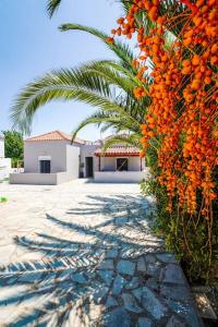 a palm tree and a building with a bunch of oranges at Villa SteMMa in Chania Town