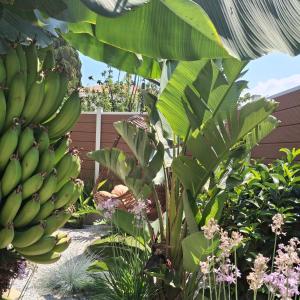 a bunch of bananas hanging from a banana tree at Samos Tropic Apartments in Ríva