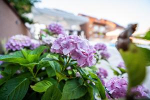 Villa Biser Dunava外面的花园