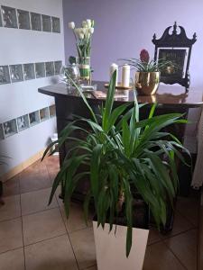 een kamer met een tafel met planten erop bij Cottage Room- Agroturystyka in Strzegowo-Osada