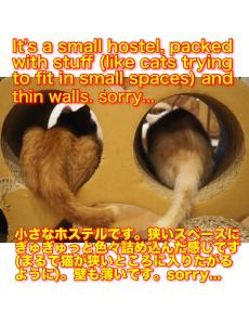 two animals are sitting in a box at Nekokura Hostel in Fukuoka