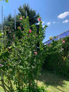 Gallery image of Family Hotel Perla in Lukovit