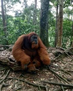 a monkey sitting on the ground in the woods at Brown Bamboo Bukit Lawang Trekking in Bukit Lawang