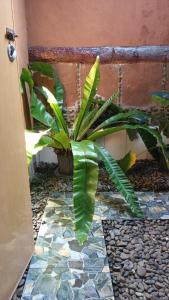 a plant sitting on top of a stone floor at Brown Bamboo Bukit Lawang Trekking in Bukit Lawang