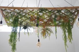 a bunch of plants hanging from a ceiling at Agua Viva Deluxe in Málaga
