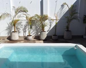 a group of potted plants sitting next to a swimming pool at Casa Alba in San Salvador de Jujuy