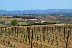 a vineyard with a house in the background at La Cascina di Amela in Micarone