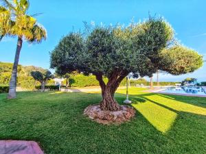 Vonkajšia záhrada v ubytovaní Apartment Sol Vinaròs con AA Wi-Fi a primera línea y vistas al mar.