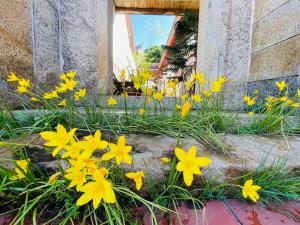 Zahrada ubytování Grace Homestay