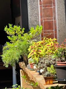 Zahrada ubytování Grace Homestay
