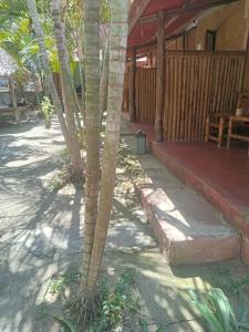 a palm tree in front of a building at Sasak Lombok Bungalow in Kuta Lombok