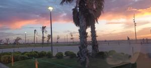 a palm tree in a park with a sunset at Grand Appt près de la mer in Hajreien