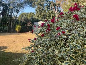 ein Busch voller roter Rosen in einem Park in der Unterkunft Forest Drive Cottage in Kloof