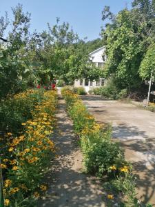 a dirt road with yellow flowers in front of a house at GoGni OLD ROOM in Gogni +26 photos
