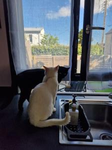 Dos gatos sentados en un mostrador en un fregadero. en Maison a 10 min de la plage, en Ploemeur 2 fotos más