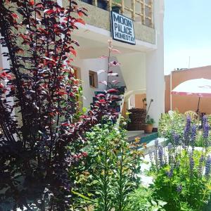 a plant with red flowers in front of a building at Moon Palace Homestay Ladakh by LexStays in Leh
