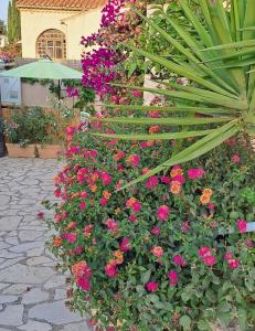 a bush of pink flowers in front of a building at Les Loulous in Ceyreste +1 photo