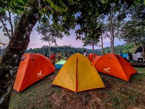 SegantengLembah Datu Campsite的一群帐篷坐在树下的草地上