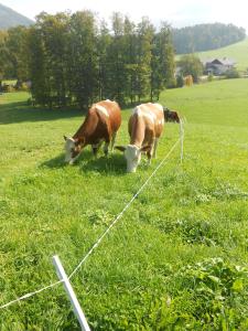 Zvieratá na farme alebo blízkom okolí