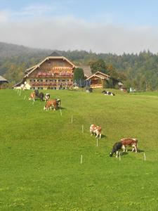 Zvieratá na farme alebo blízkom okolí